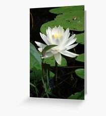 Nymphaea odorata Greeting Card