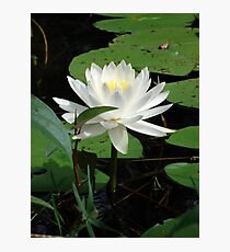 Nymphaea odorata Photographic Print