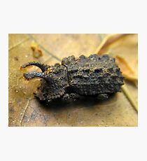 Horned Darkling Photographic Print