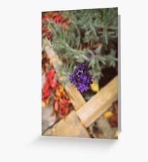 Lilys Greeting Card