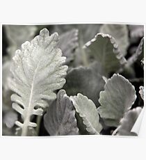 Dusty Miller Poster