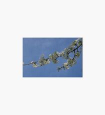 Sunlit White Blossoms under Blue Skies Art Board