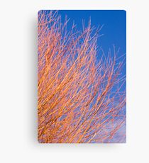 Winter willow Canvas Print