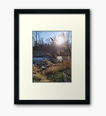 Pee Park Framed Print