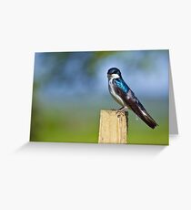 Tree Swallow Greeting Card