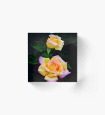 Shades of Yellow and Pink Roses 5 Acrylblock