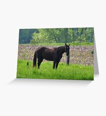 Dark Horse Greeting Card