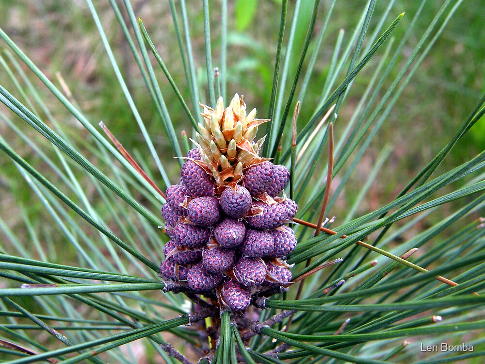 "Purple Pine Cones???" by Len Bomba Redbubble
