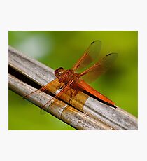 Lacewing Dragonfly Fotodruck