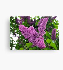 Purple lilac tree Canvas Print