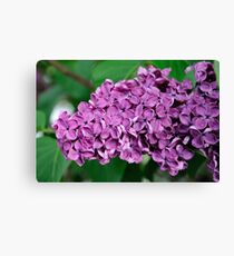 Lilac flowers Canvas Print