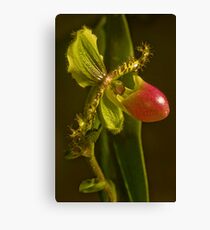 Lady Slipper Orchid Canvas Print