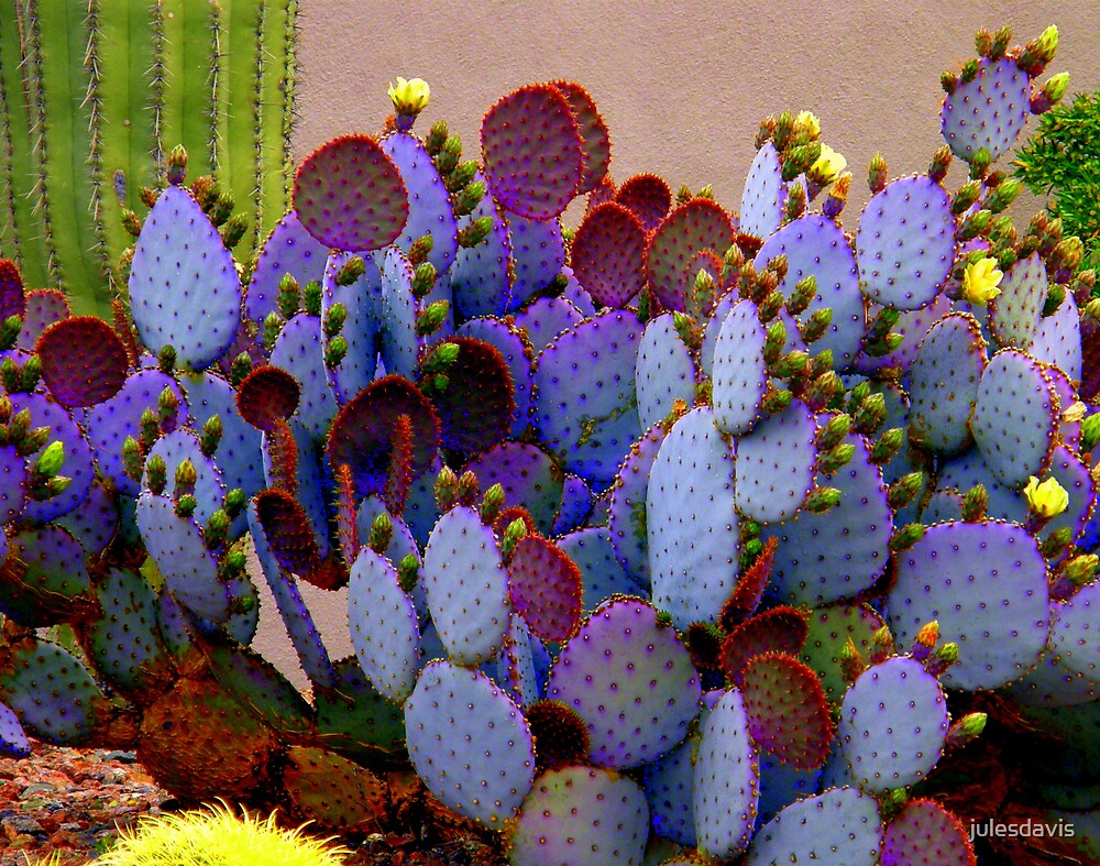 Lavender Cactus