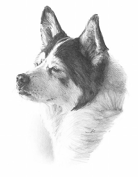 "black & white dog drawing" by mike theuer | Redbubble