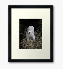 Great Pyrenees Puppy Framed Print