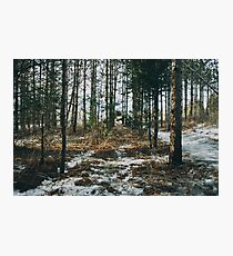 Through the forest Photographic Print