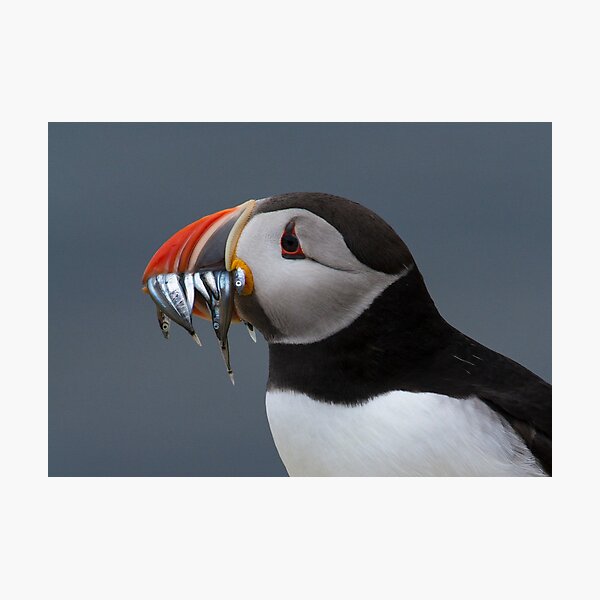 Puffin portrait Photographic Print