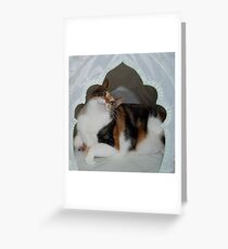 Pampered? Moi? Greeting Card