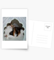 Pampered? Moi? Postcards