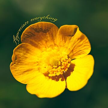 Artwork thumbnail, Appreciate everything by AYatesPhoto