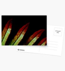 Three Little Indians Postcards