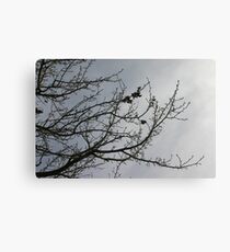 Burradoo Branches Canvas Print