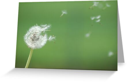 blowing dandelion seeds photo