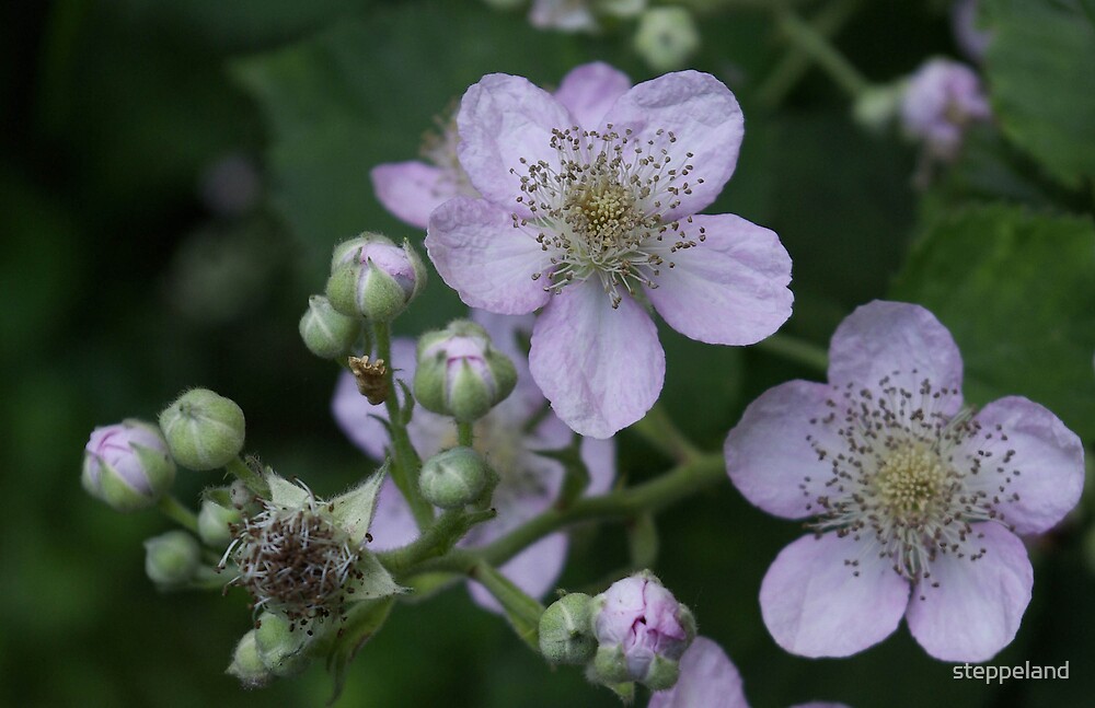 "Blackberry flowers" by steppeland | Redbubble