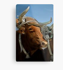 Bovine Metal Print