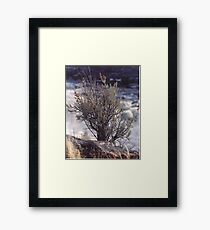 Lone Sage Framed Print