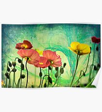 Poppy Poster