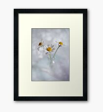 Three chamomiles in vial Framed Print