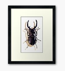"Odontolabis d. subita" Stag Beetle Watercolor Framed Print