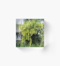 Beautiful Laburnum Tree ..............Lyme Dorset UK Acrylic Block