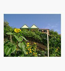 Community Garden Photographic Print