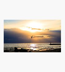 Seagull in the sky Photographic Print