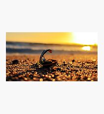 Shell Photographic Print