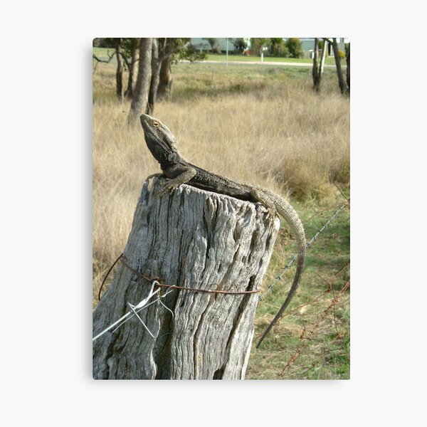 Dragon on the make Canvas Print