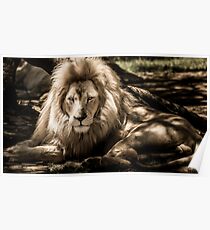 King of the animals Poster