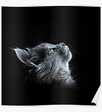 Grey Cat on Black Background Poster