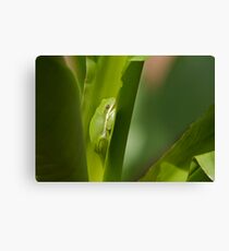 Blending In Canvas Print