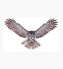 Power - Great Grey Owl Photographic Print