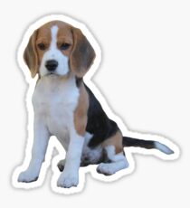 Beagle Sticker