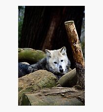 Timber Wolf Photographic Print