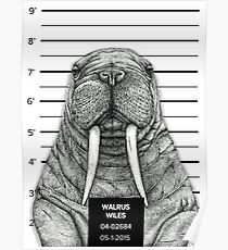 Walrus Wiles Poster