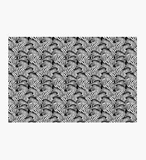 zebra Photographic Print