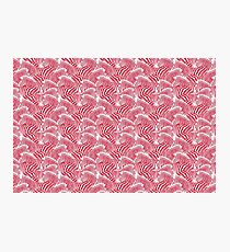 zebra Photographic Print