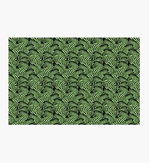 Green zebra Photographic Print