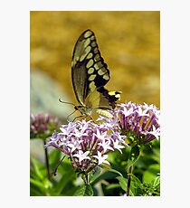 Arnolds Butterfly Photographic Print