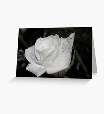 *WHITE ROSE* Greeting Card